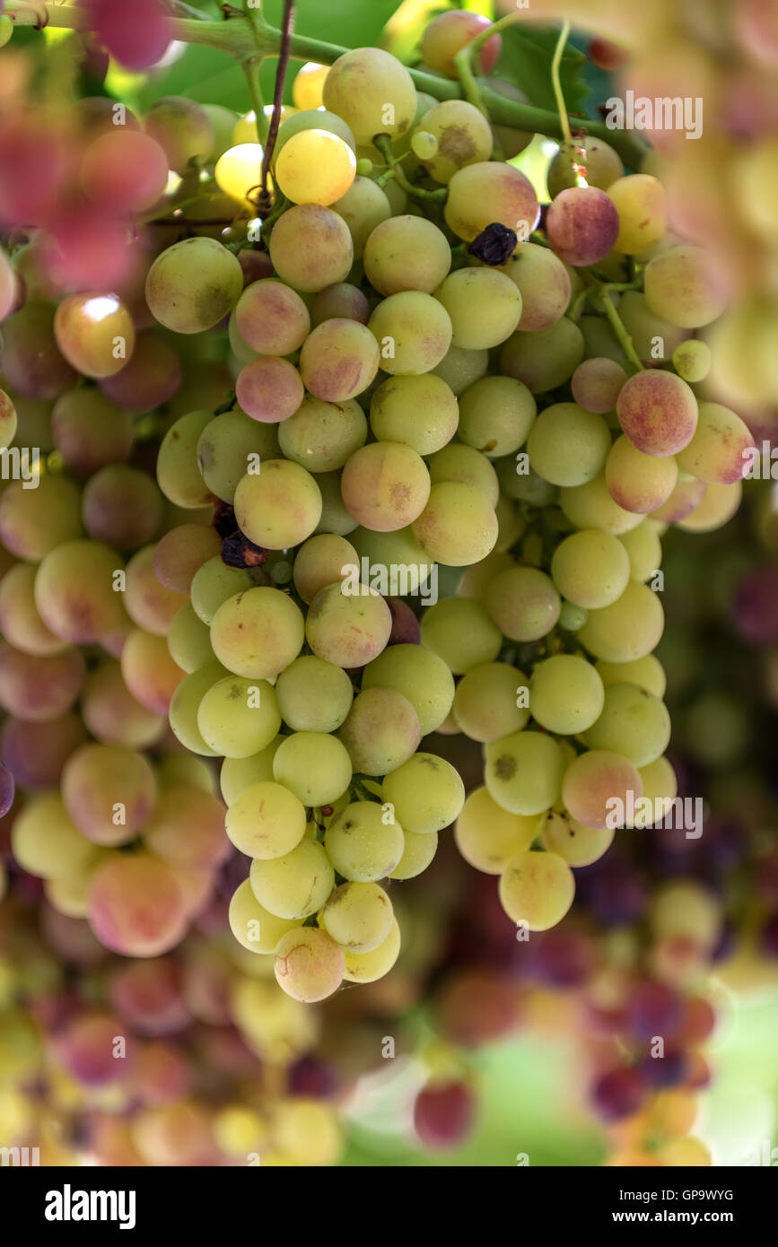 Grapes in Crete, Greece Stock Photo Alamy