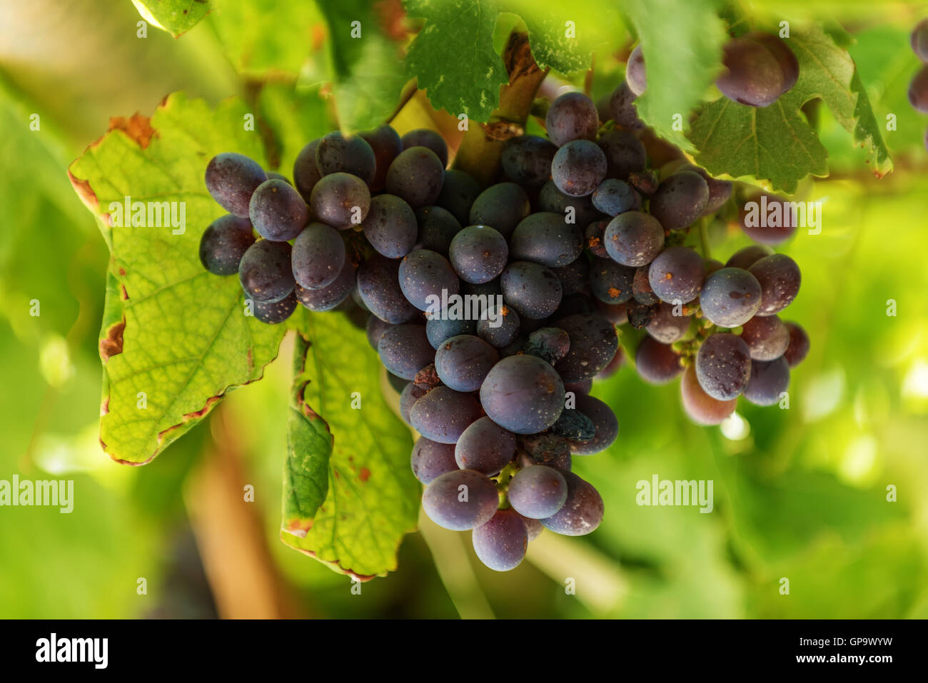 Grapes in Crete, Greece Stock Photo Alamy