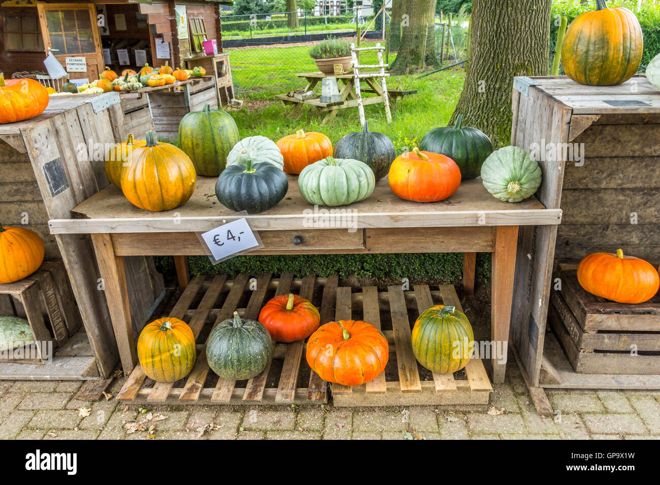 gelderland, the Netherlands - August 13, 2016: pumpkins for sale in farmyard Stock Photo
