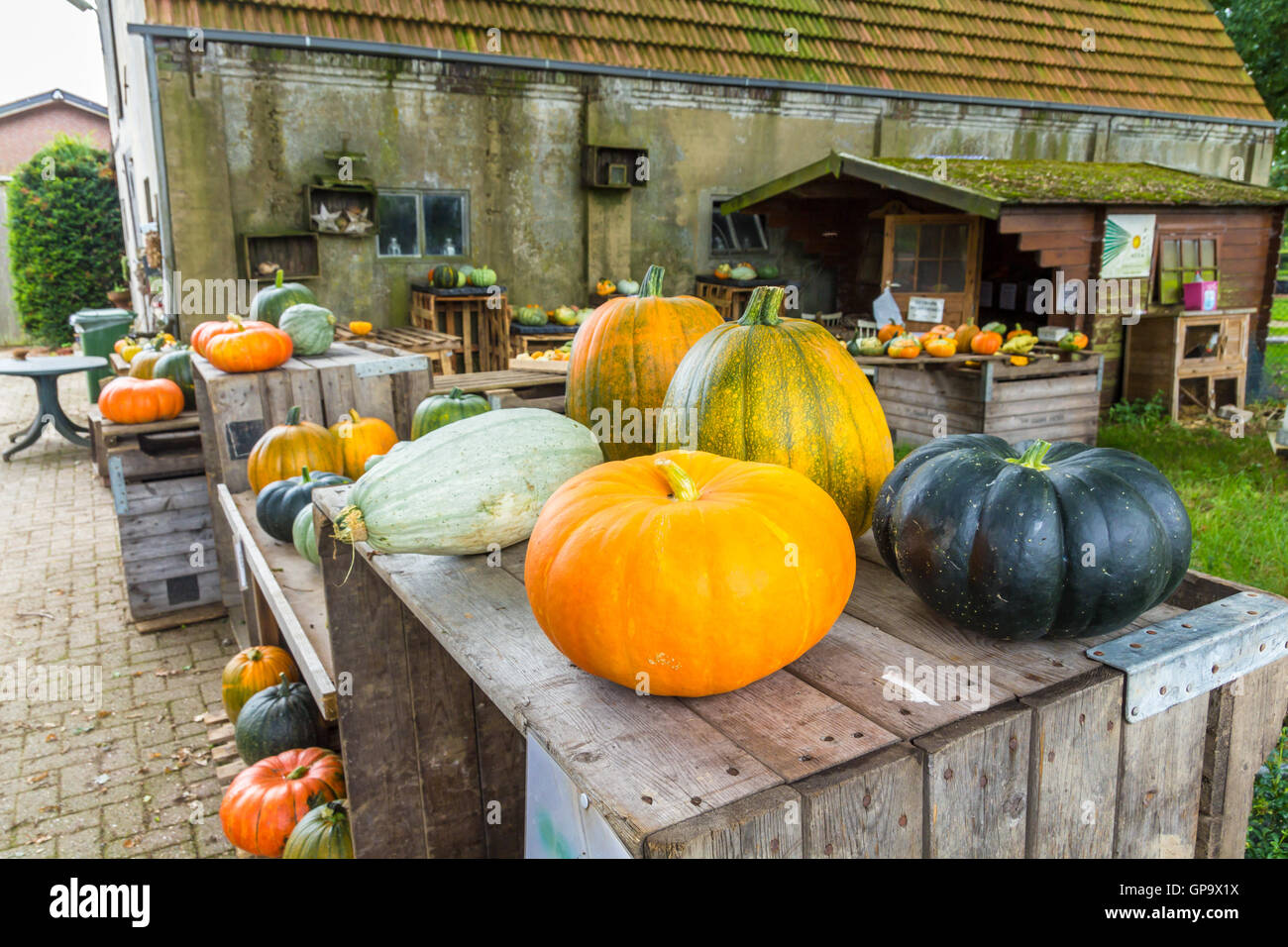 gelderland, the Netherlands - August 13, 2016: pumpkins for sale in farmyard Stock Photo