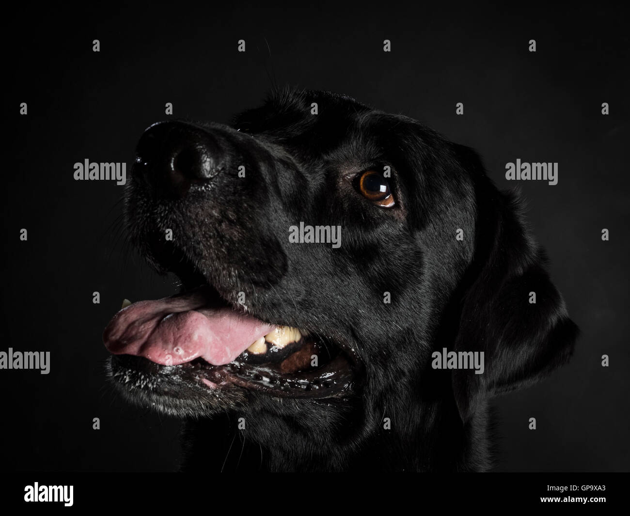 Purebred black labrador retriever hires stock photography and images