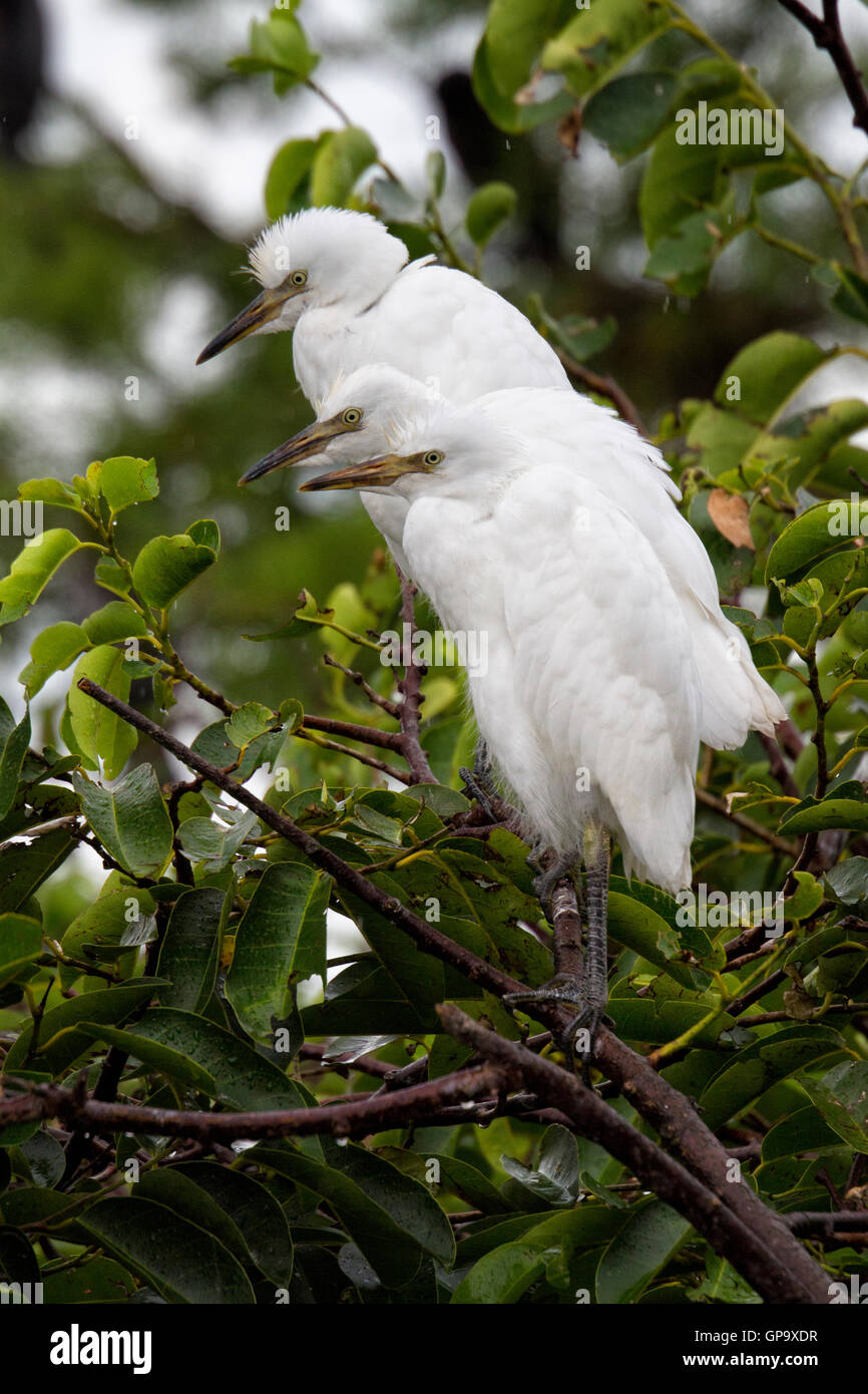 A trio of juvenile cattle egrets stands companionably together in a pond apple tree huddled on a rainy day. Stock Photo