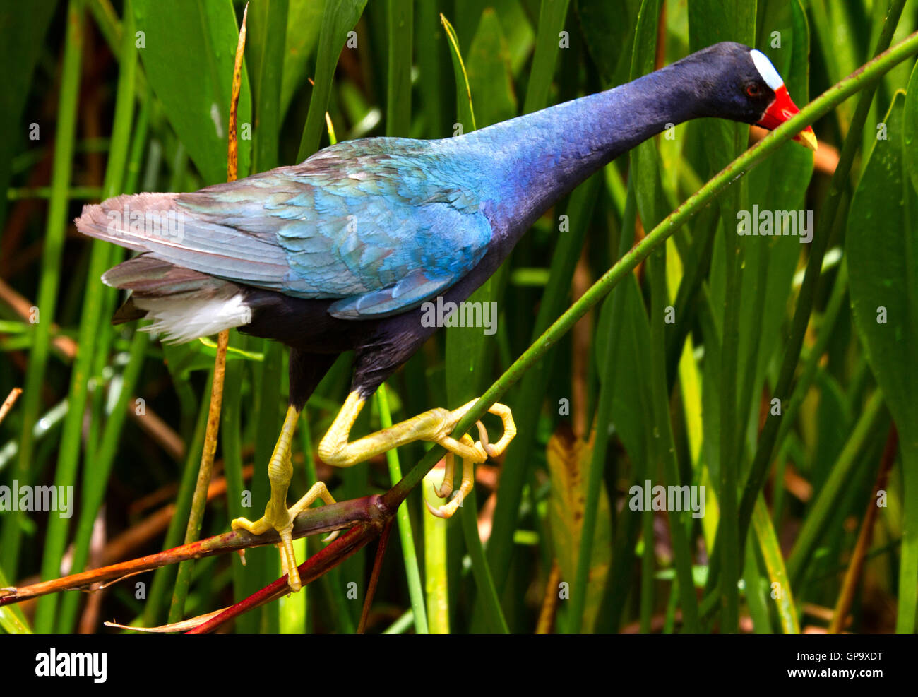 Iridescent Purple Gallinule balances on a tightrope of brilliant green pickerel weed in the Florida Wetlands. Stock Photo