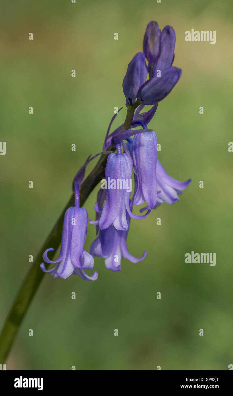 Bluebell heads Hyacinthoides non-scripta against green background Stock Photo