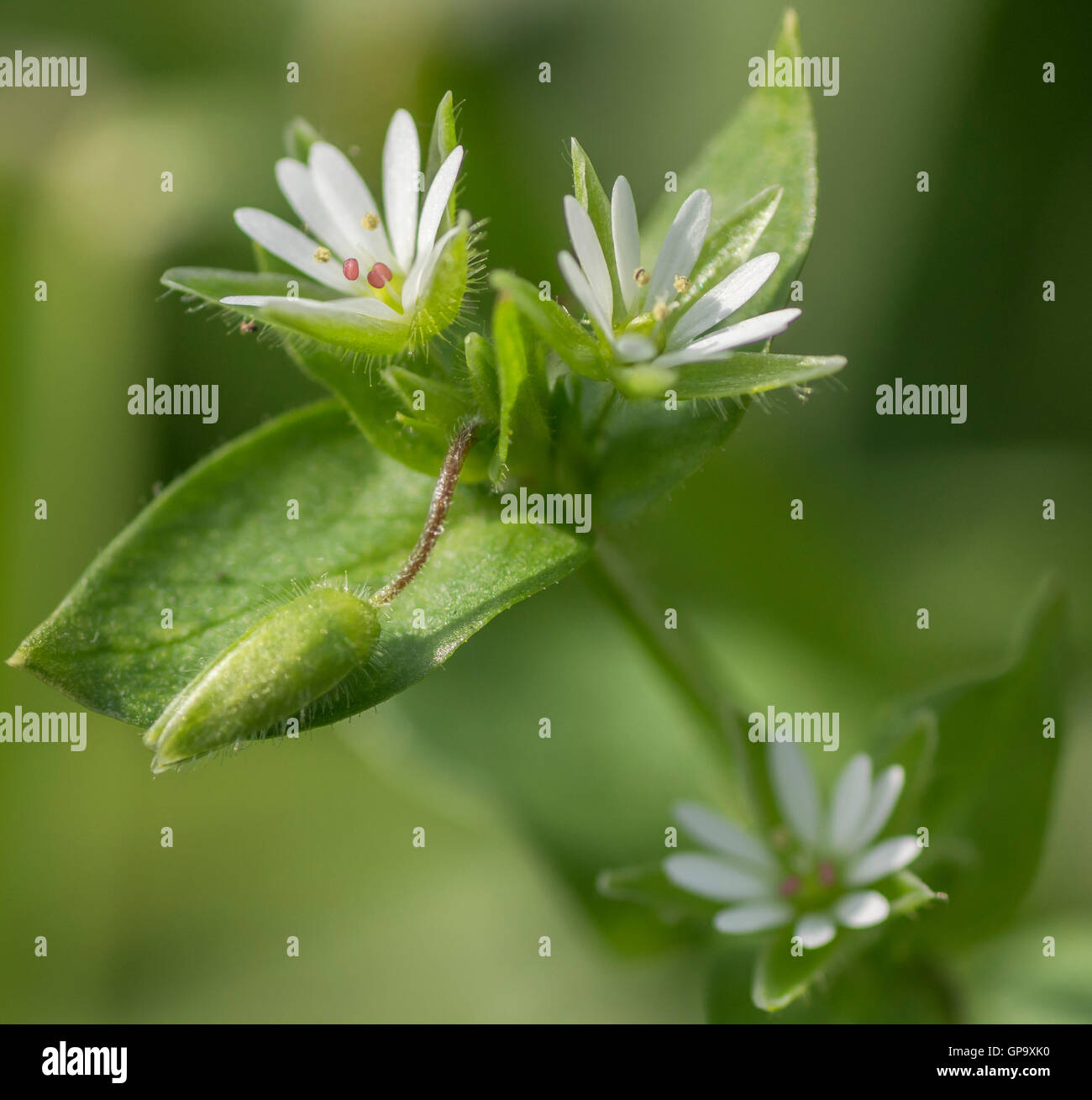 Common chickweed, Stellaria media in spring Stock Photo