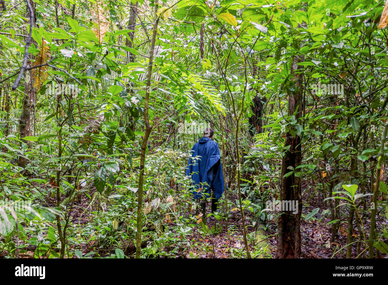 Silhouette Of A Man With A Blue Rain Coat Deep In The Amazonian Jungle, National Park Cuyabeno, South America Stock Photo
