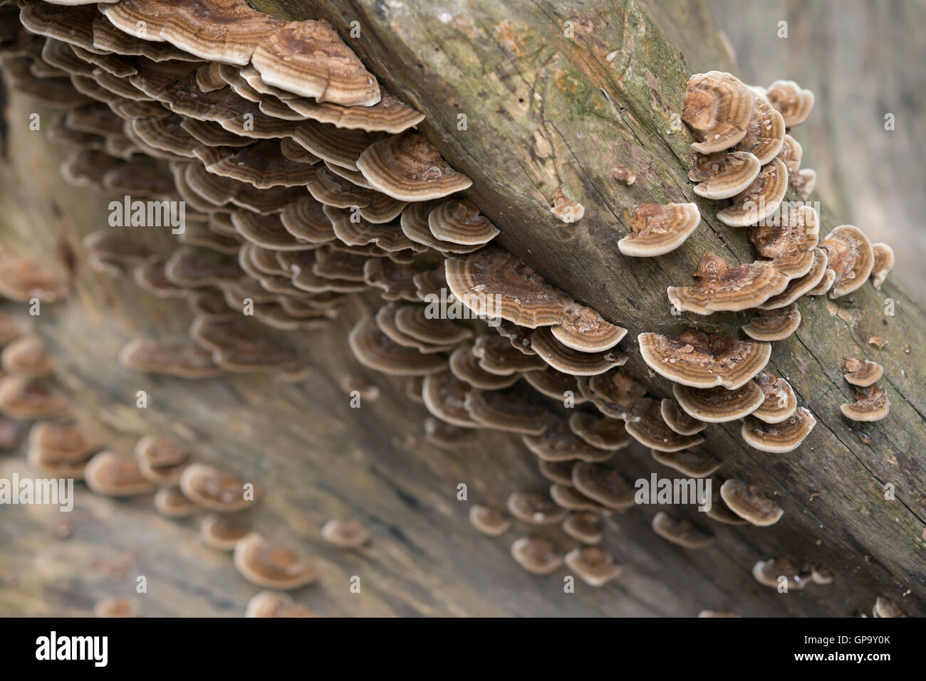 lots of fungus growing on the side of an old tree Stock Photo