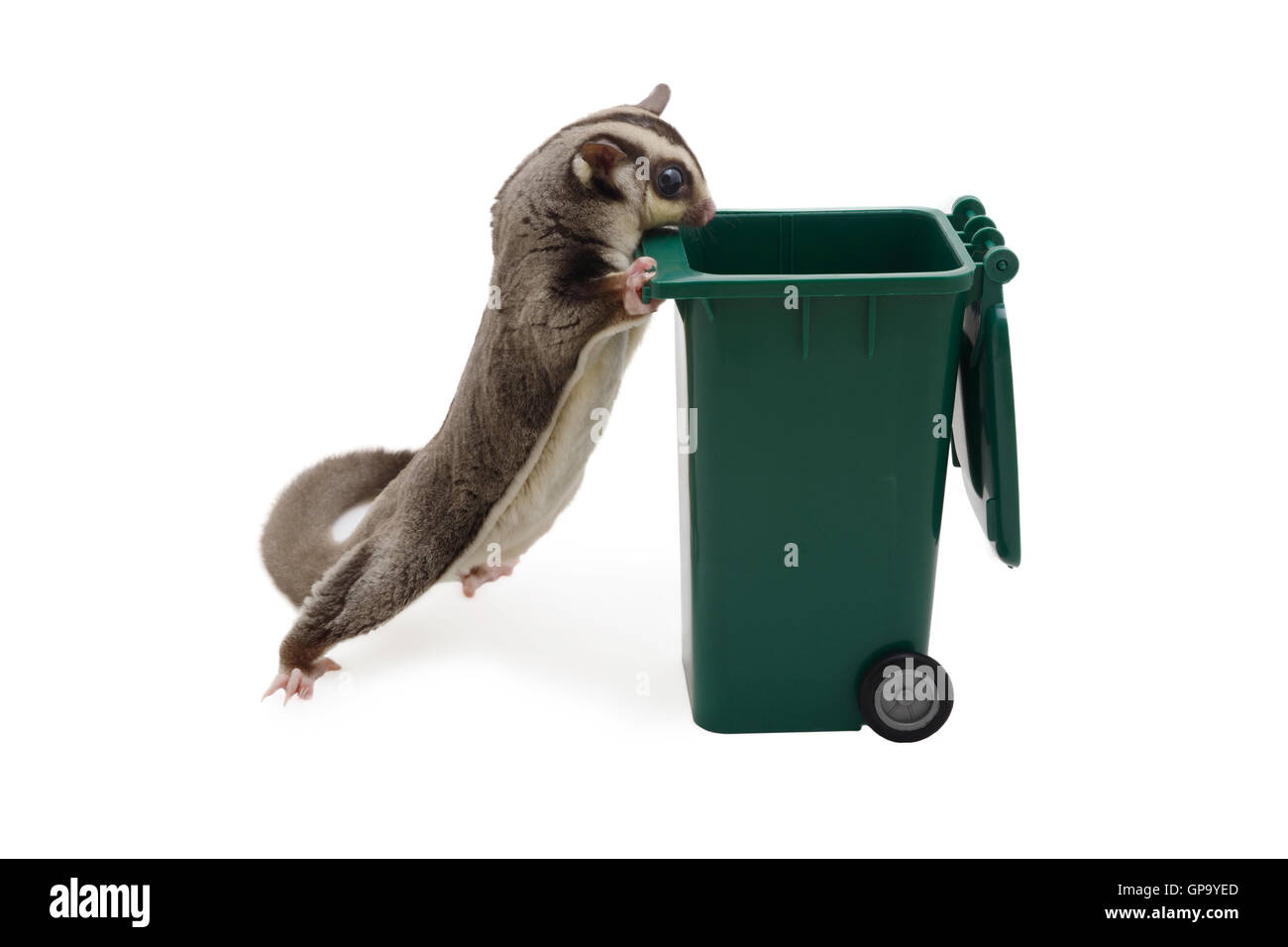 Sugarglider standing and look in to green garbage bin on white background. Stock Photo