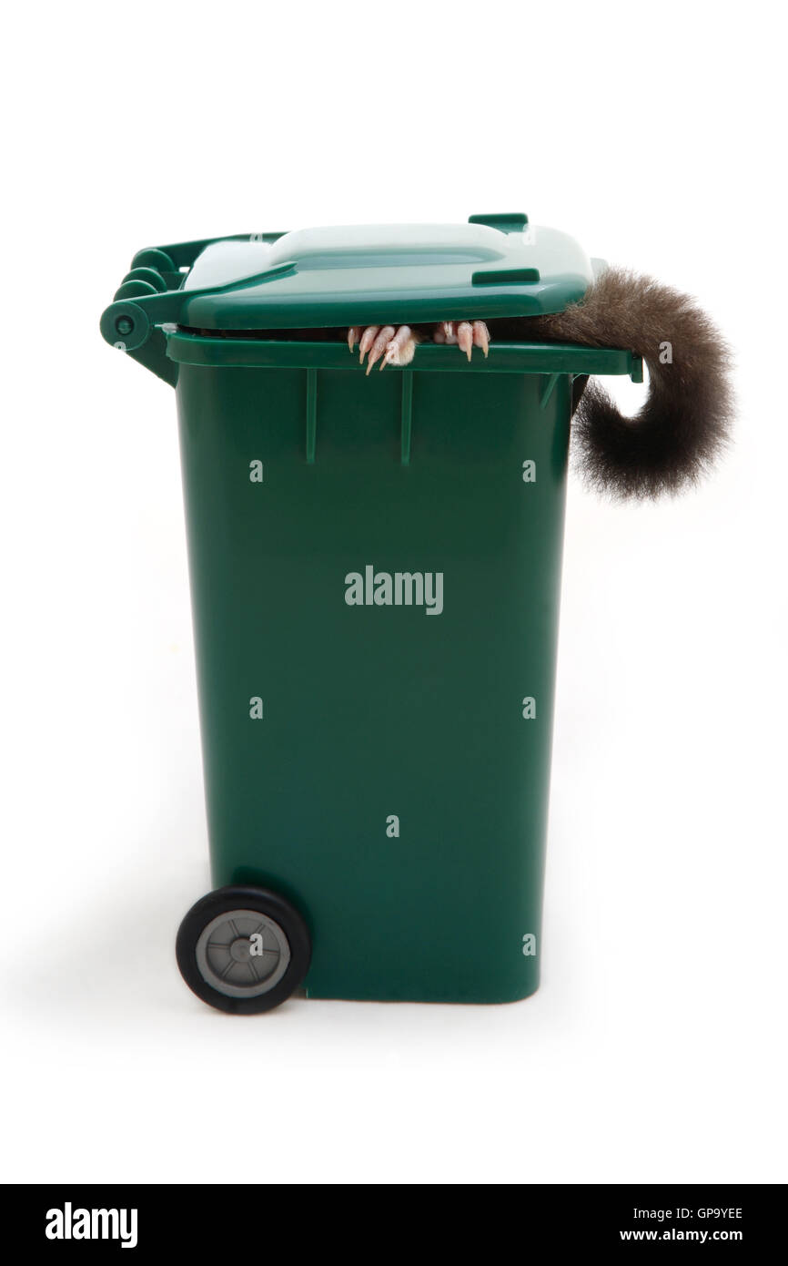What kind of animal that show it's hands and tail in the garbage bin on white background. Stock Photo