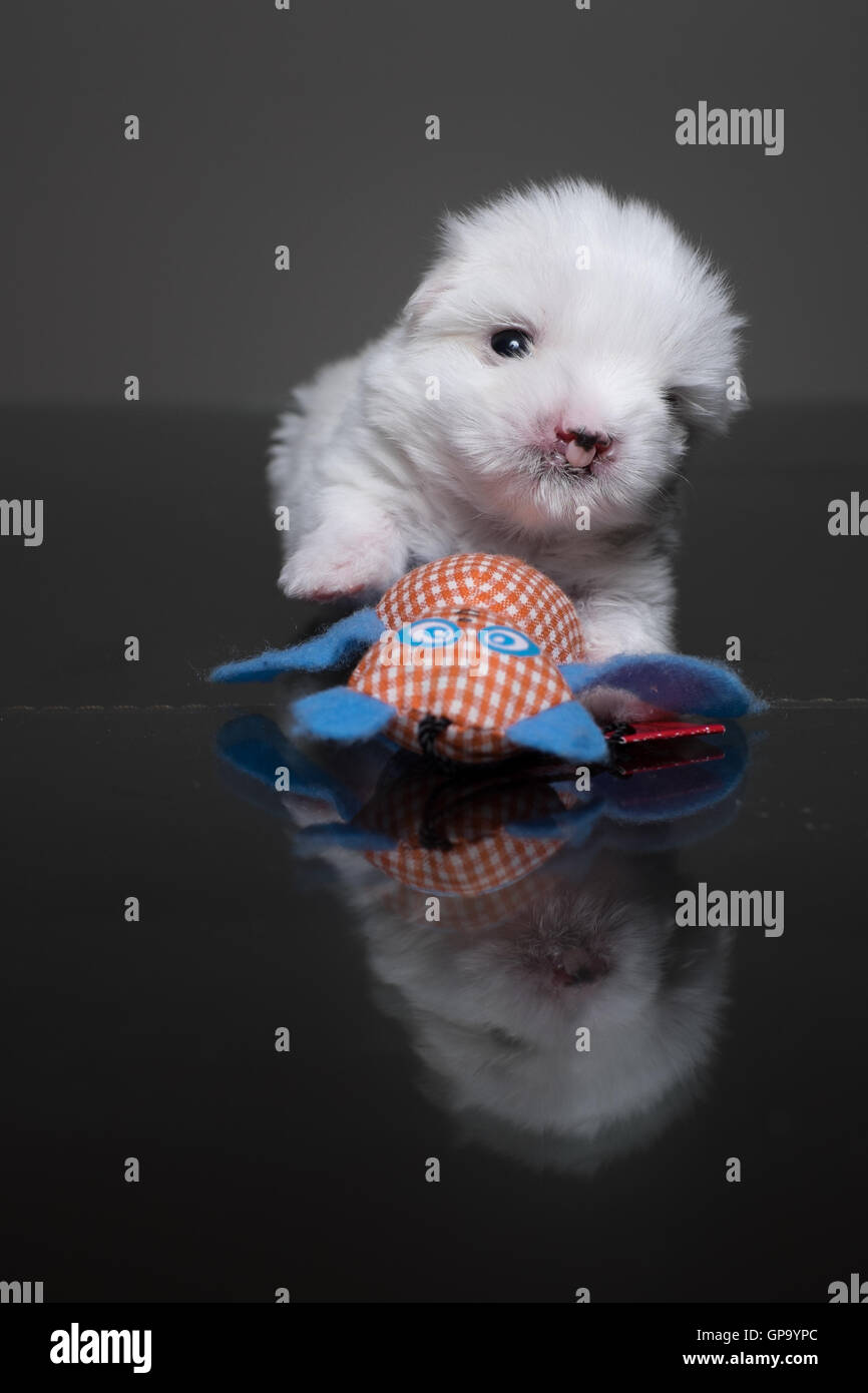 Puppy Maltese Stock Photo