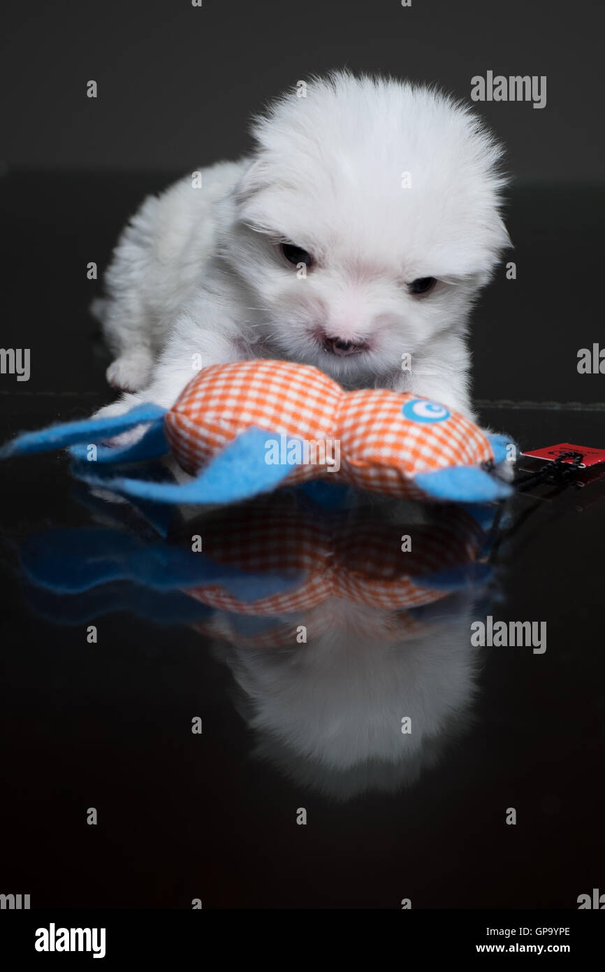 Puppy Maltese Stock Photo