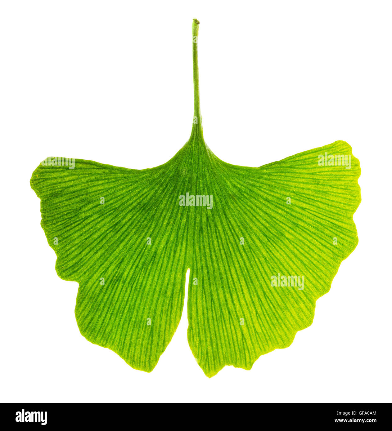 Ginkgo biloba leaf in transmitted light. Light passes through a translucent Ginkgo leaf. Also maidenhair tree. Stock Photo