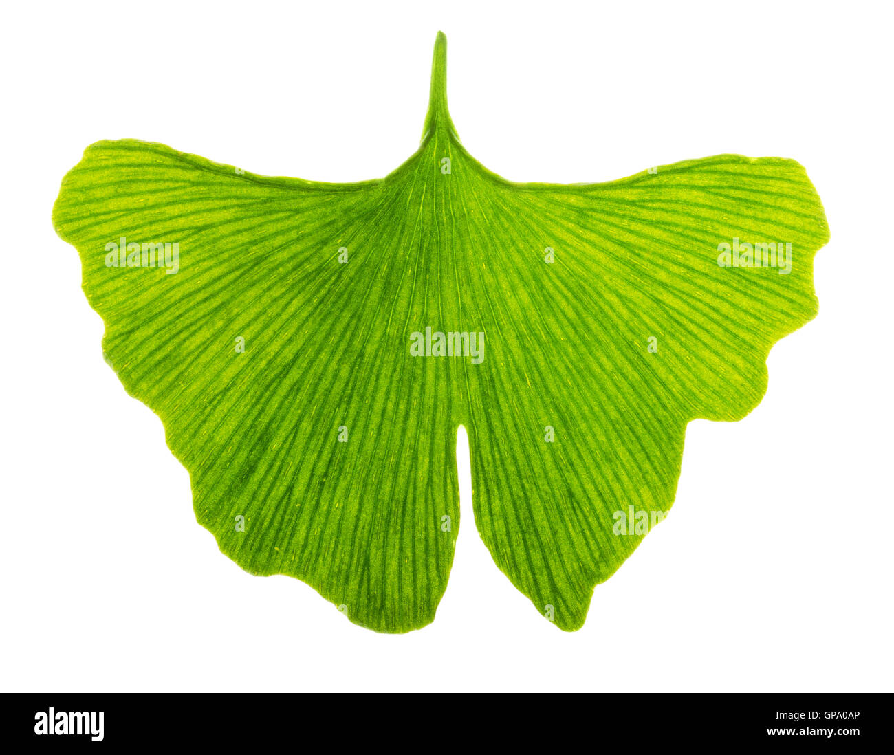 Translucent ginkgo biloba leaf in transmitted light. Light passes through a Ginkgo leaf. Also maidenhair tree. Stock Photo