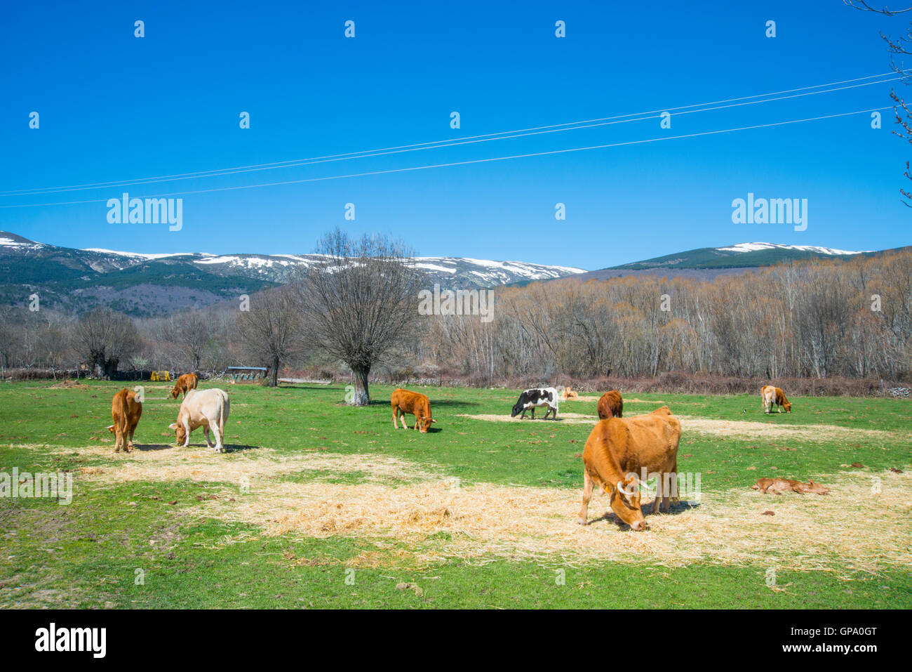 Cows grazing in the meadow. Sierra de Guadarrama National Park, Rascafria, Madrid province, Spain. Stock Photo