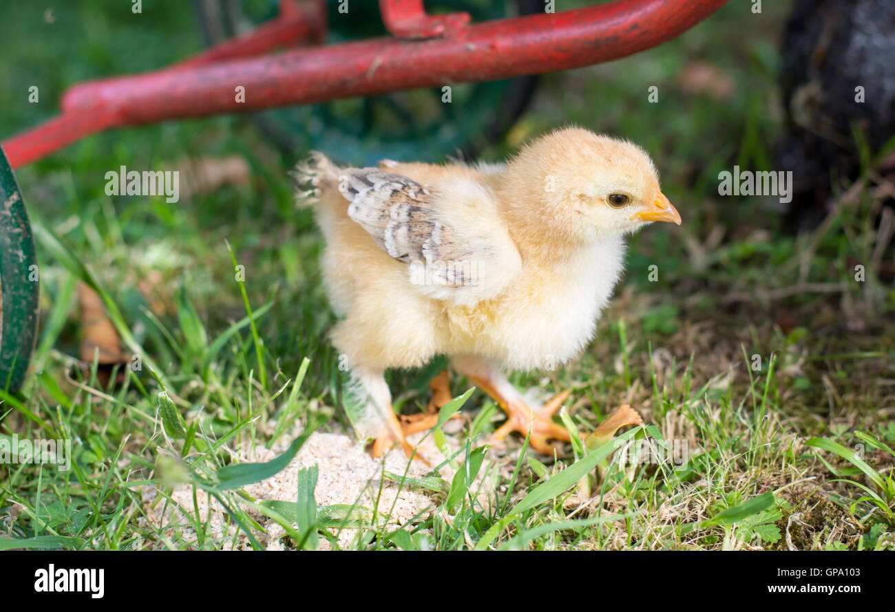 Baby chicken walking on green grass Stock Photo