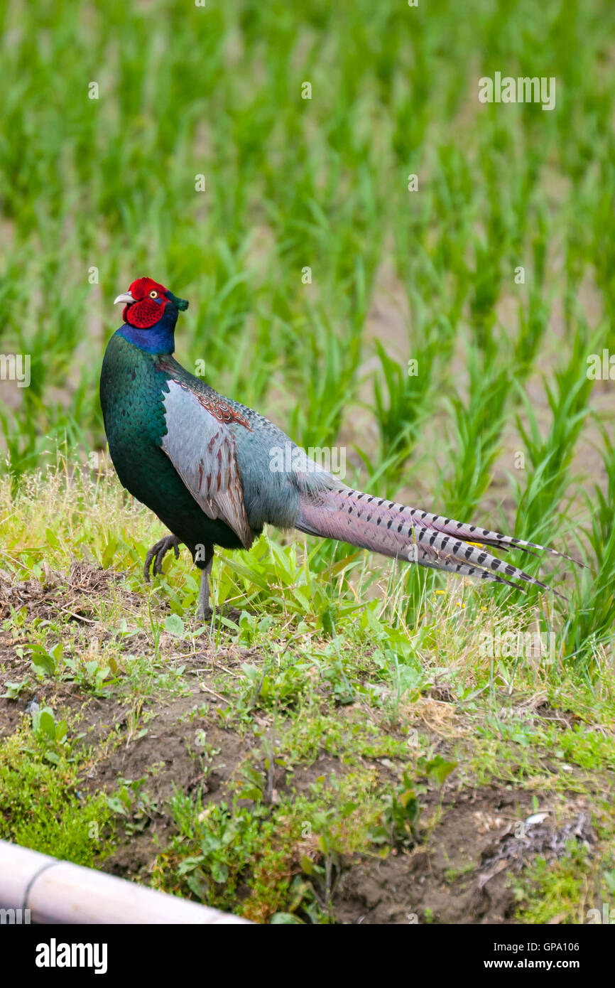 Walking Green pheasant in a paddy field. The green pheasant, also known as  Japanese green pheasant, is native to the Japanese archipelago Stock Photo  - Alamy