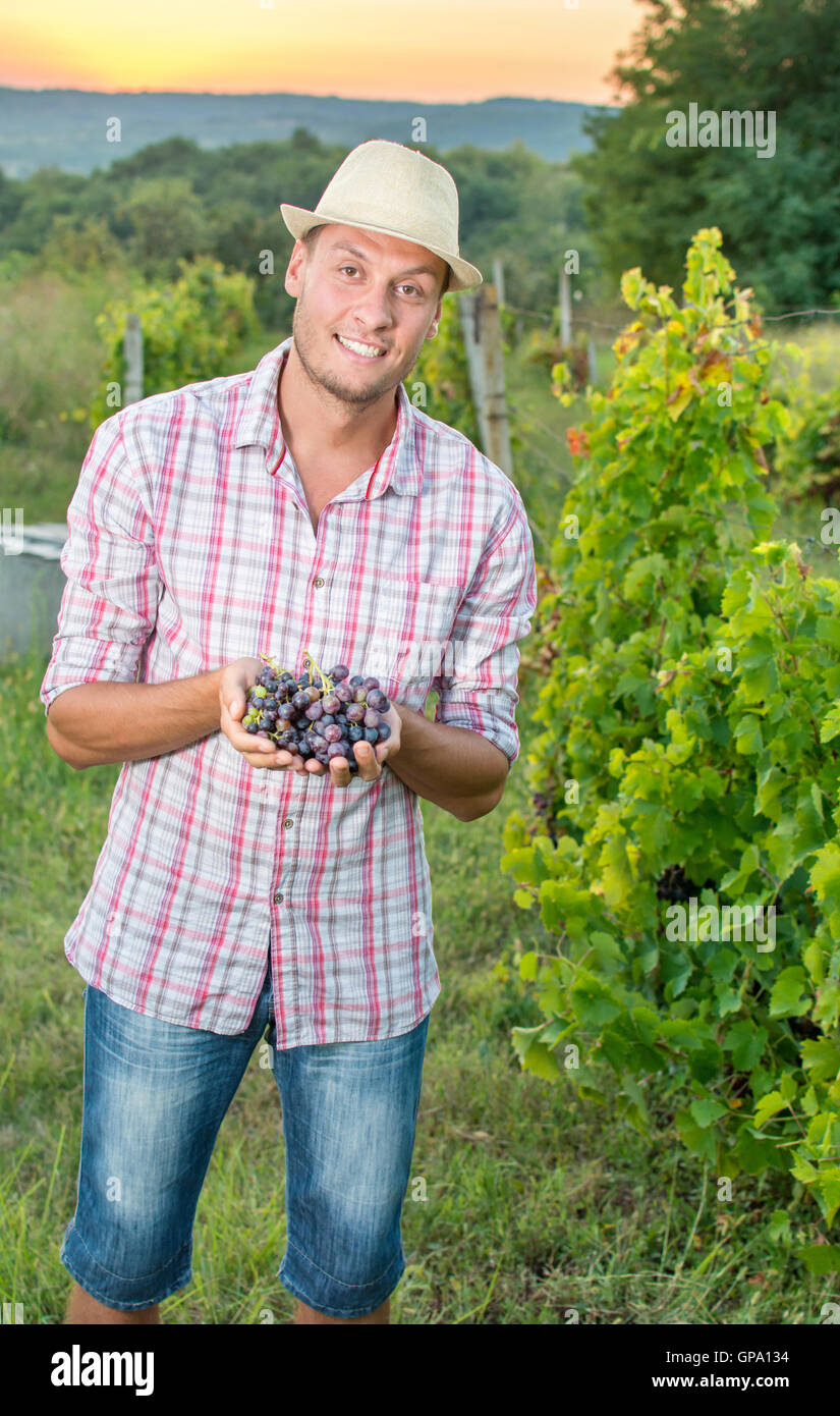 Proud farmer holding cluster of freshly picked grapes Stock Photo