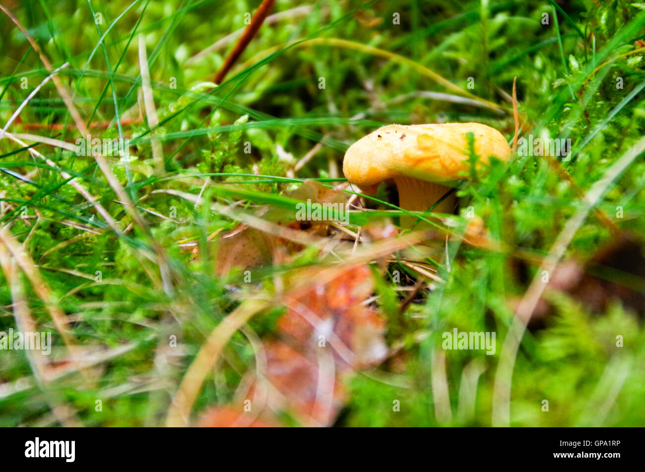 Young chanterelle growing in the moss in the forest Stock Photo Alamy