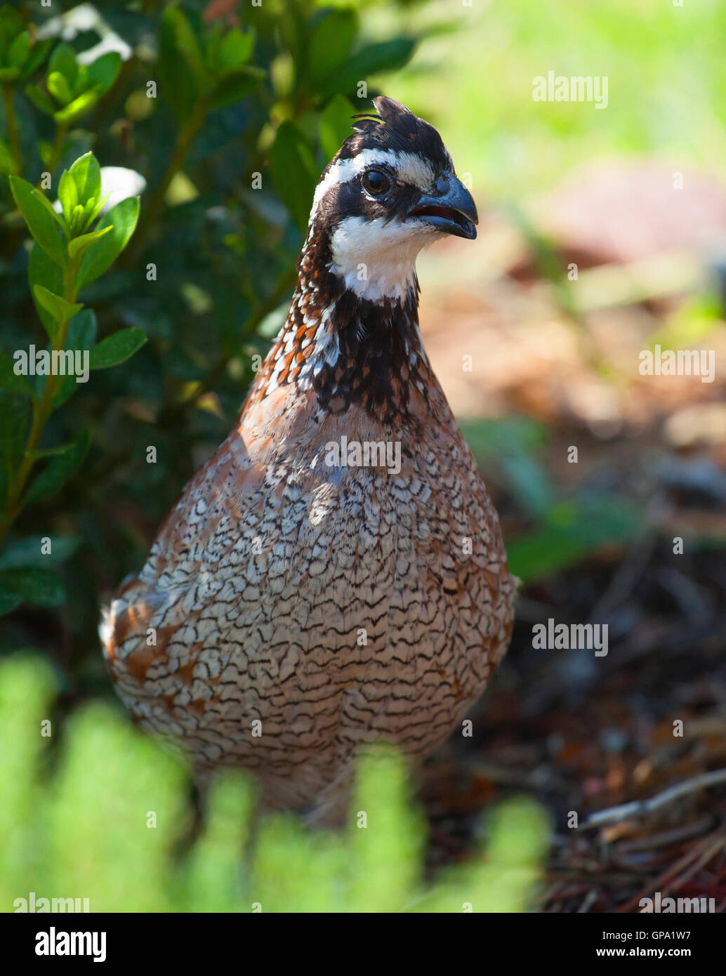 Bobwhite quail that is staying close to a bush Stock Photo Alamy