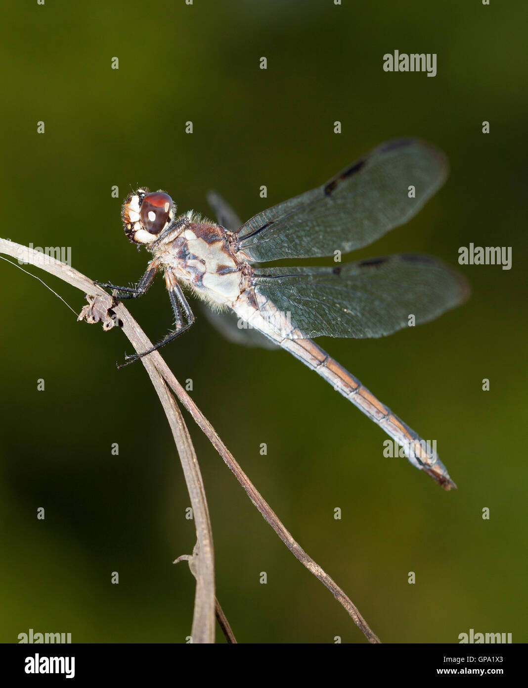 Dragonfly on a stick with a green background Stock Photo - Alamy