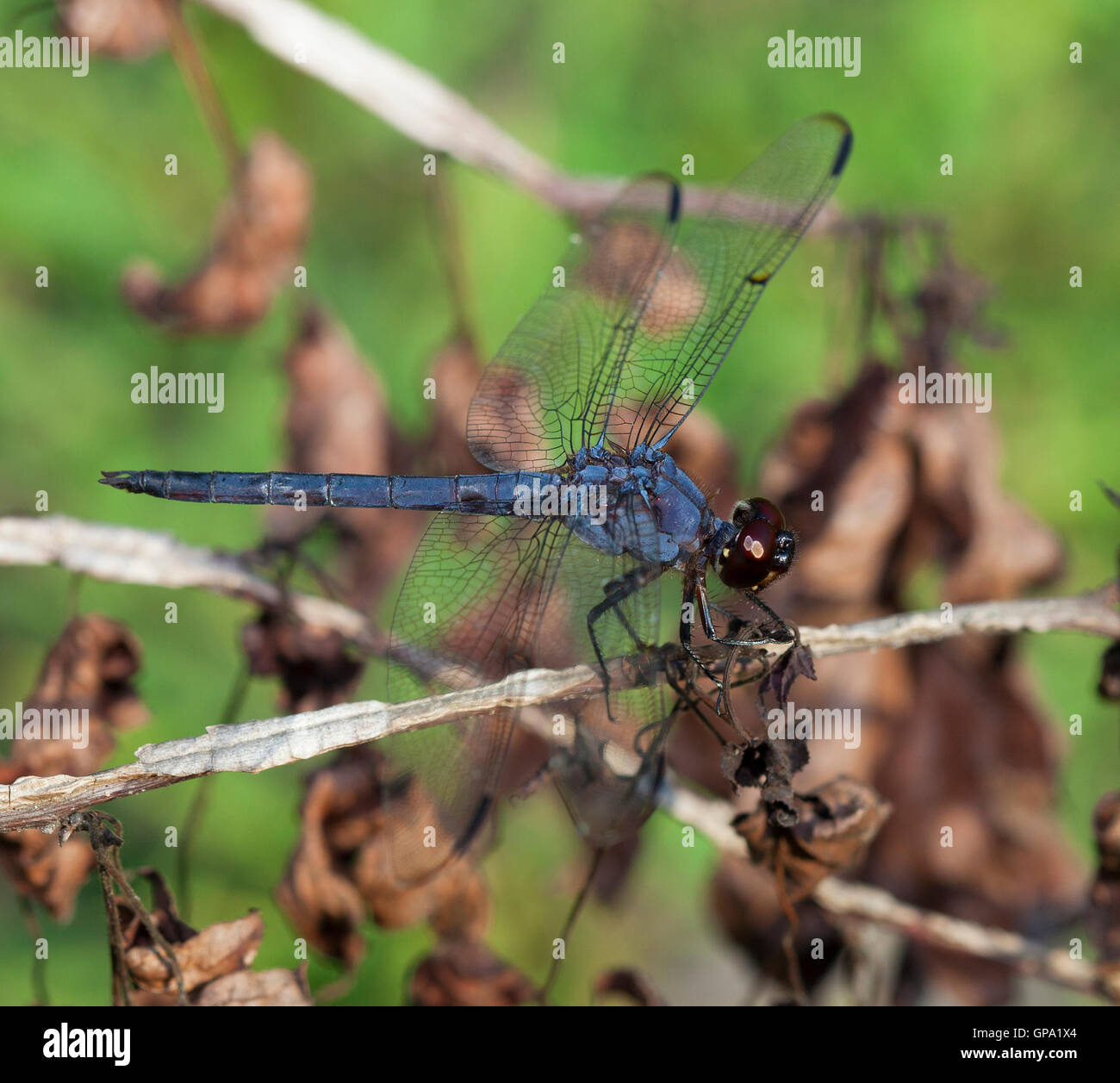 Blue dragonfly on sticks with a green background Stock Photo - Alamy