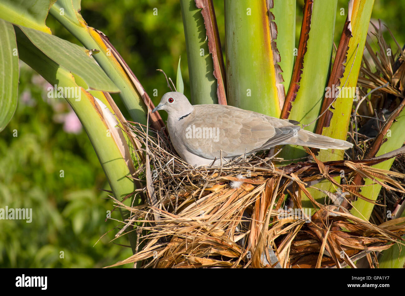 Eurasian collared dove, Streptopelia decaocto breeding on nest, Spain. Stock Photo