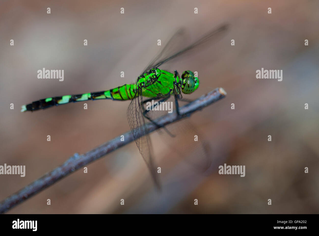 Green dragonfly resting on a small stick Stock Photo - Alamy