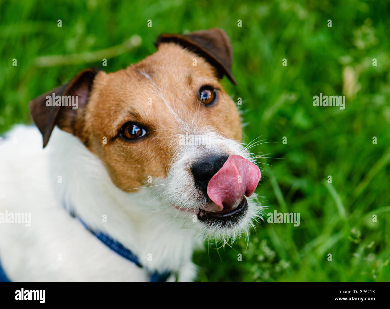 So delicious: dog looking into camera, licking and begging for treat Stock Photo