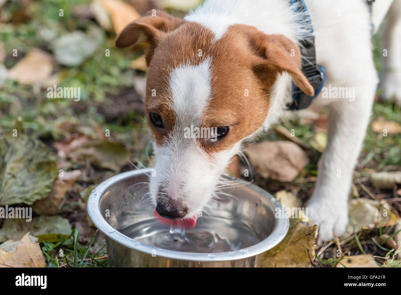 Can Dogs Get Sick From Drinking Water