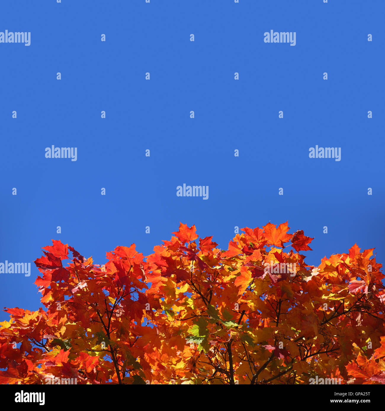 Beautiful nature background of red autumn maple leaves close up with ...