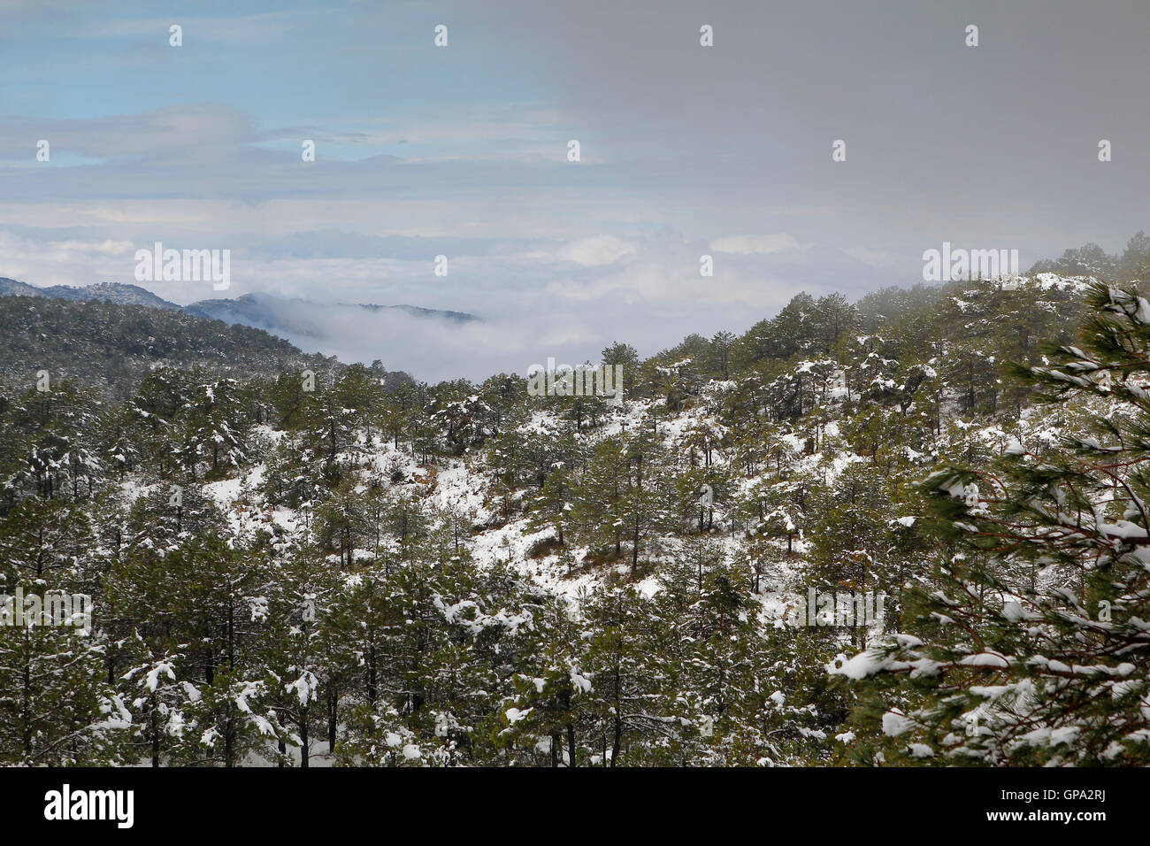Snowy forest at winter, with pine trees Stock Photo - Alamy