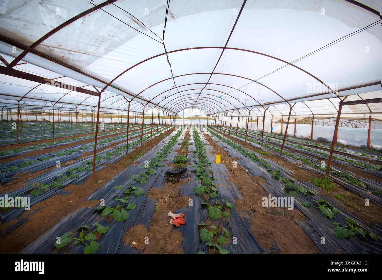 greenhouse with newly planted plants in the spring Stock Photo - Alamy
