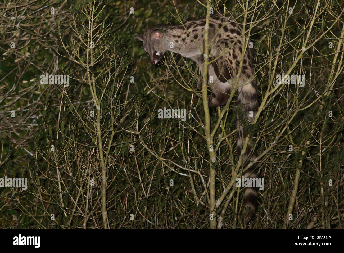 Common Genet (Genetta genetta) climbing on a tree at night Stock Photo