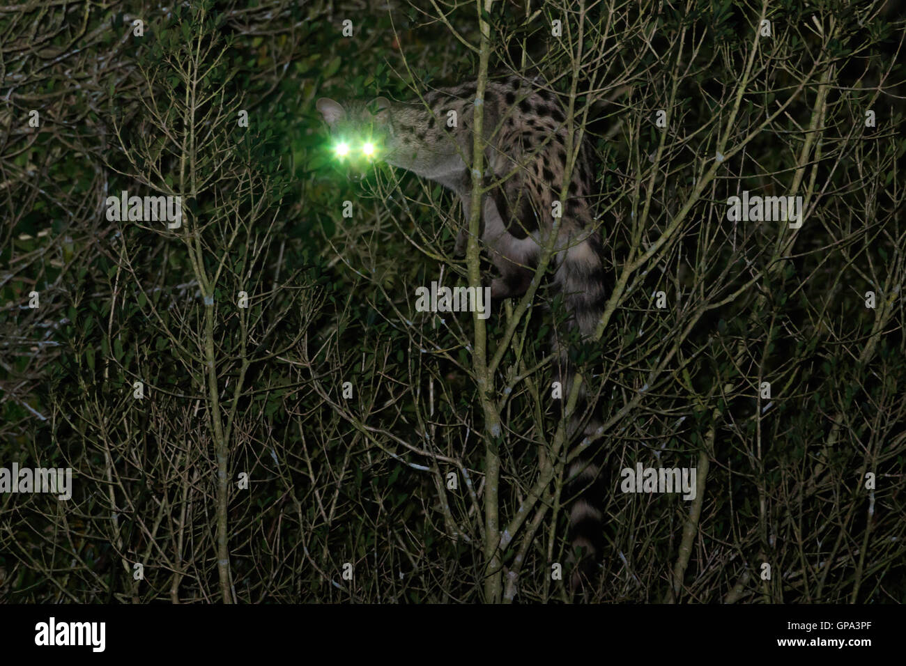https www alamy com stock photo common genet genetta genetta climbing on a tree at night with eyes 117007143 html