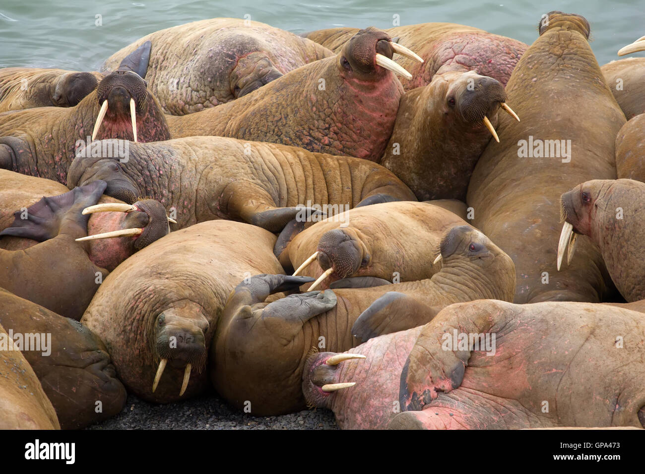 Group of Atlantic walruses (Odobenus rosmarus rosmarus) on haulout, Vaygach island, Barents sea Stock Photo