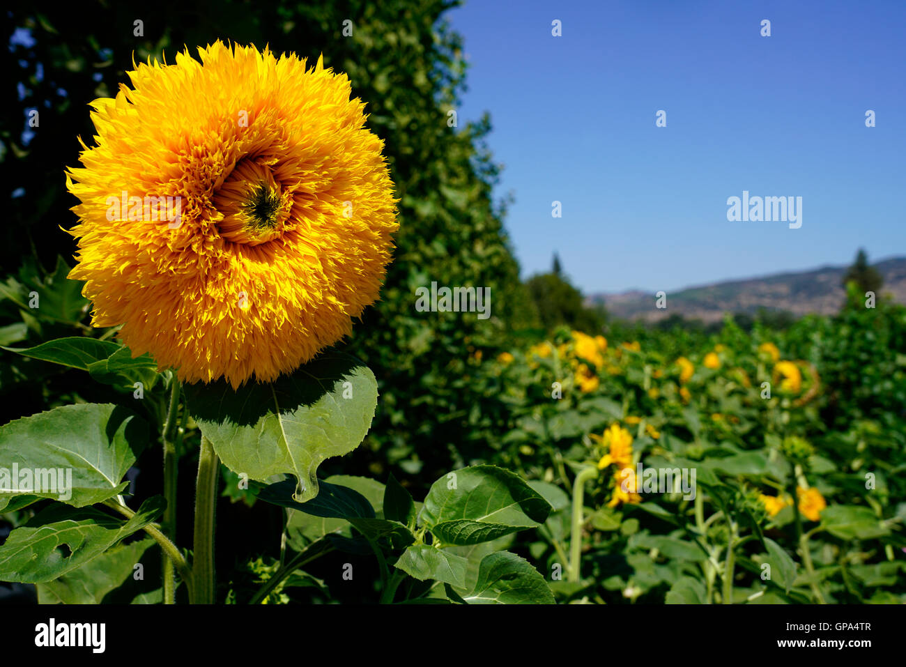 Teddy bear sunflowers in the garden of Peju Province Winery.Rutherford,Napa Valley,Northern California,USA Stock Photo