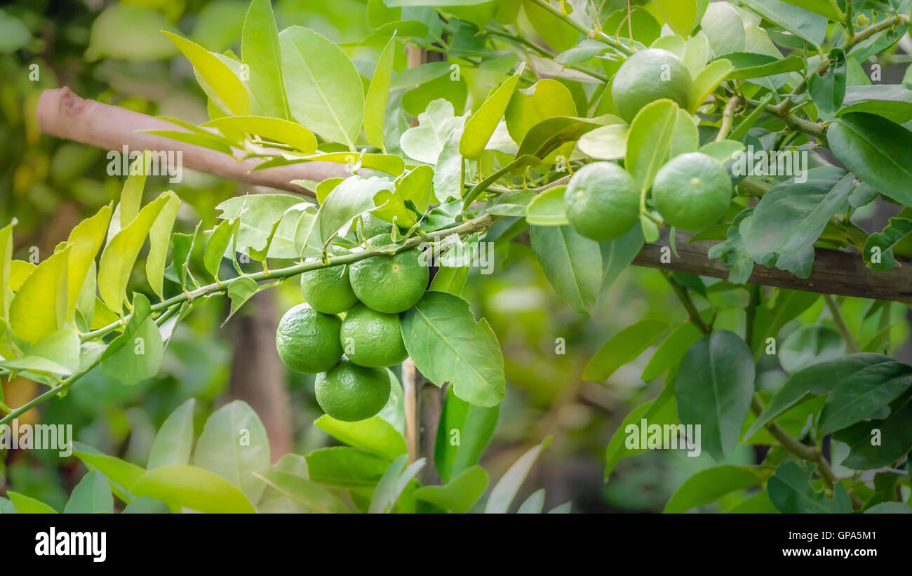 Lime green tree hanging from the branches of it Stock Photo