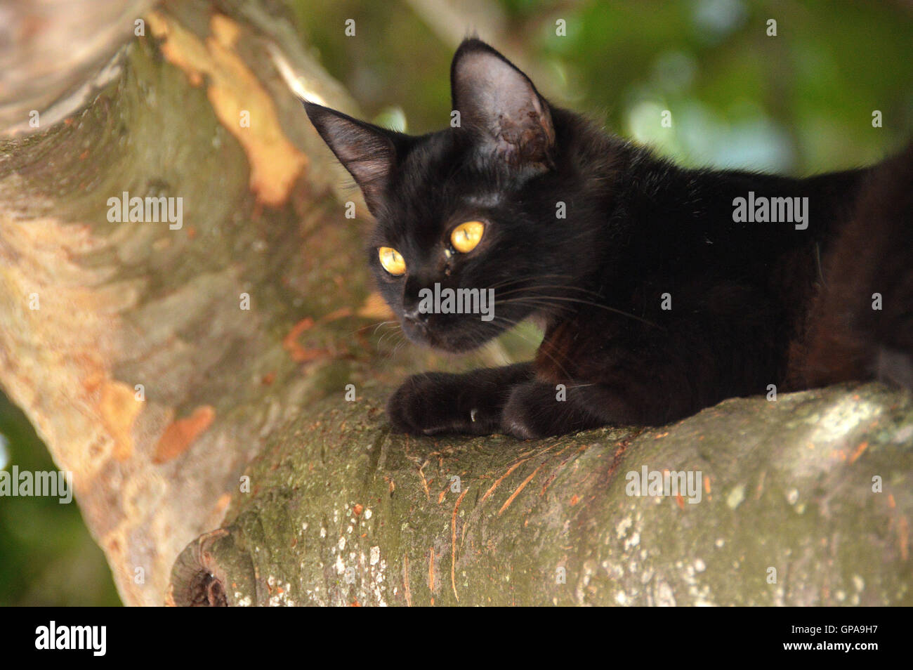 cat black animal pets on tree Stock Photo