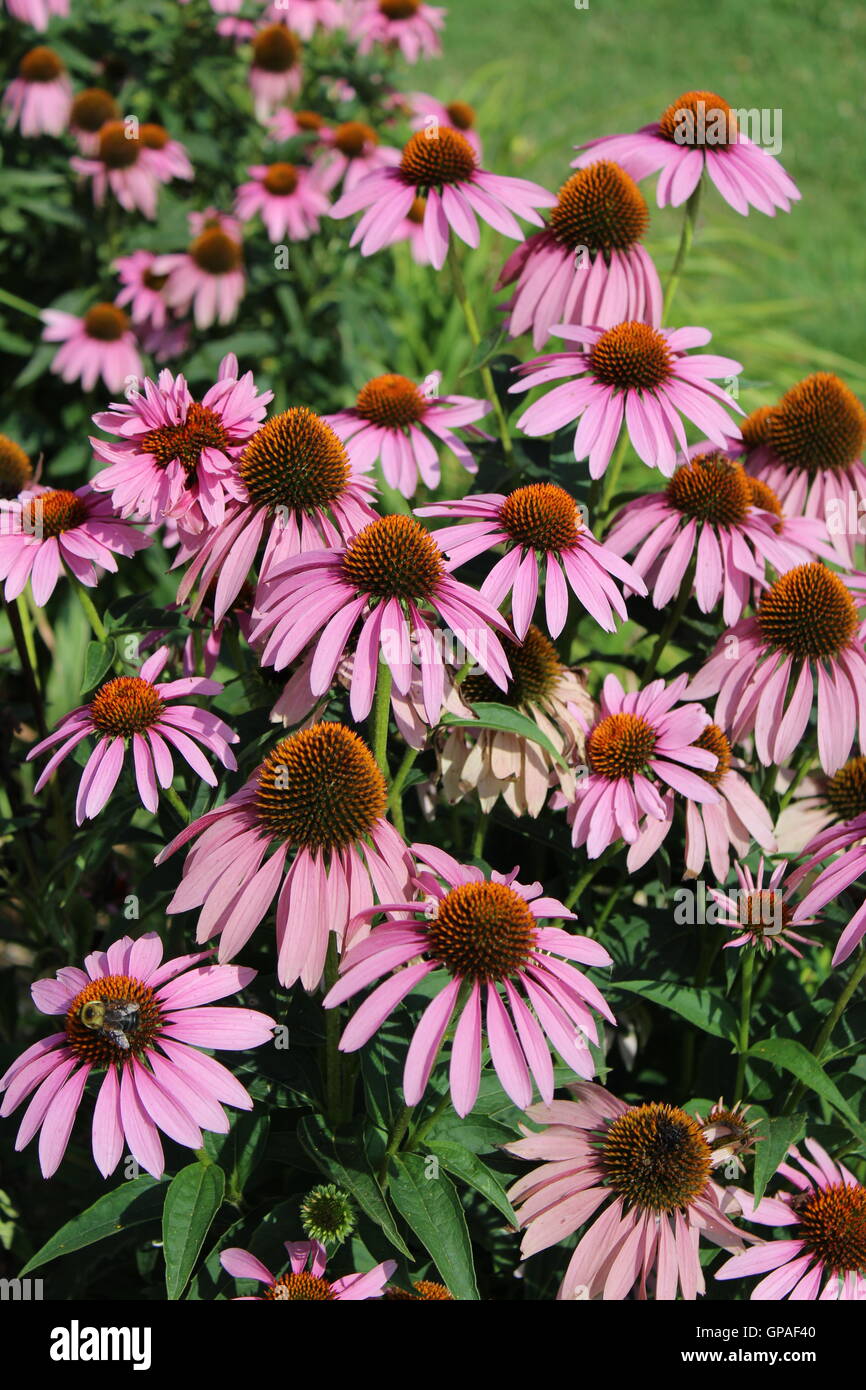Pink coneflowers with bees Stock Photo Alamy