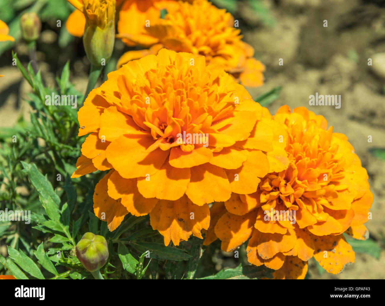 Marigold flower plant hires stock photography and images Alamy