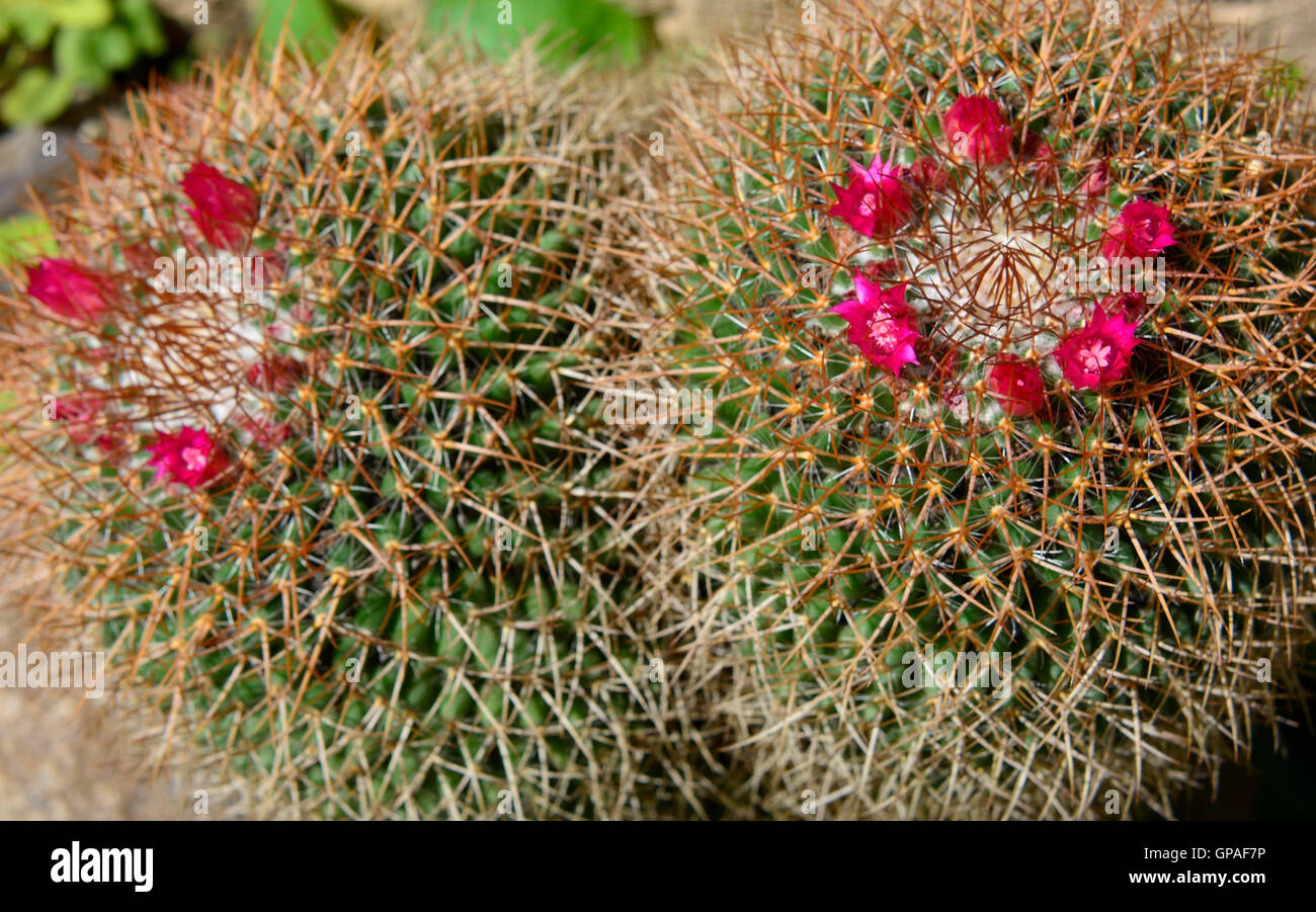 Close up macro of textured cactus with pink flowers. Stock Photo