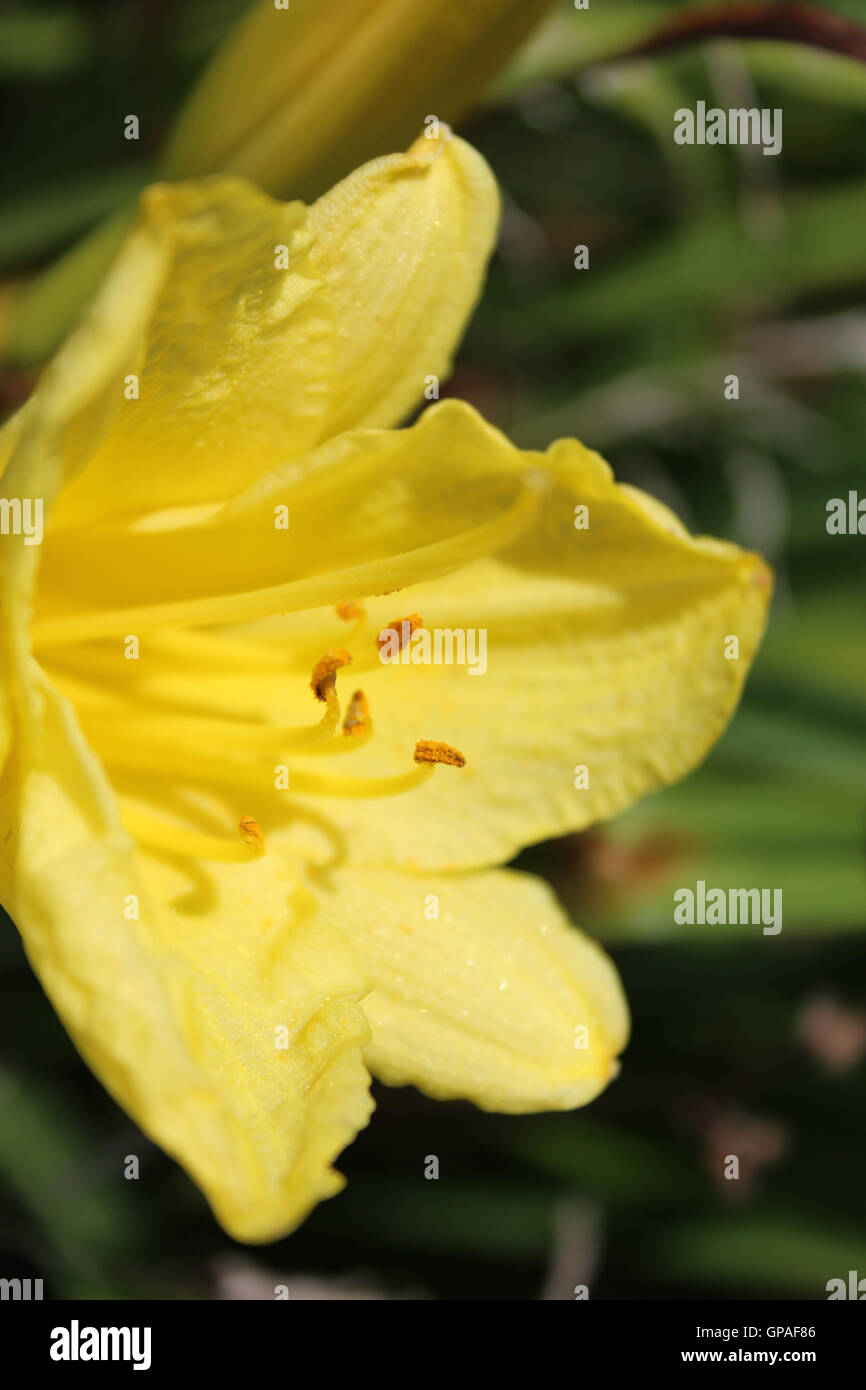 Hemerocallis Stella Supreme, yellow day lily Stock Photo