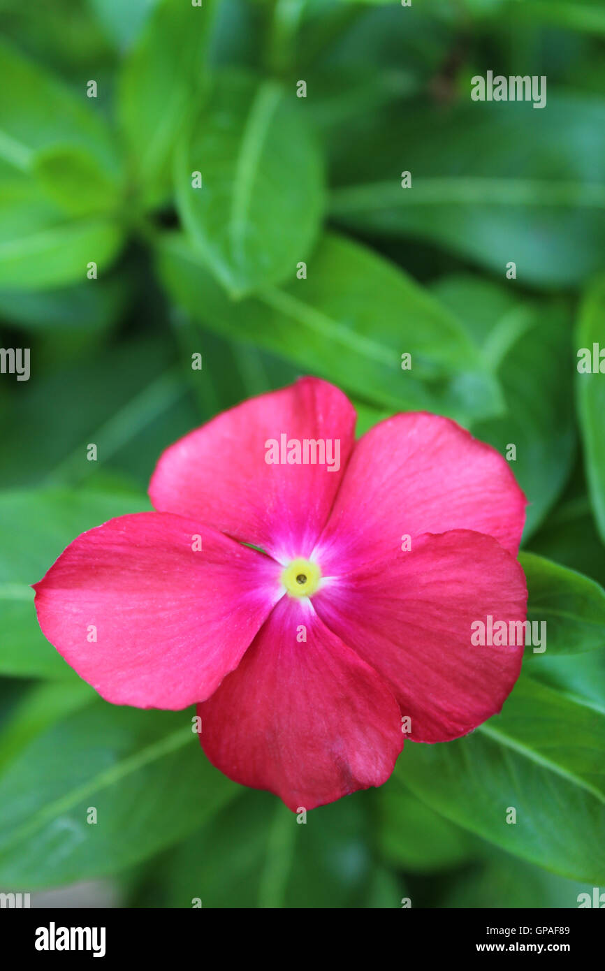 Pink and yellow impatiens plants hires stock photography and images