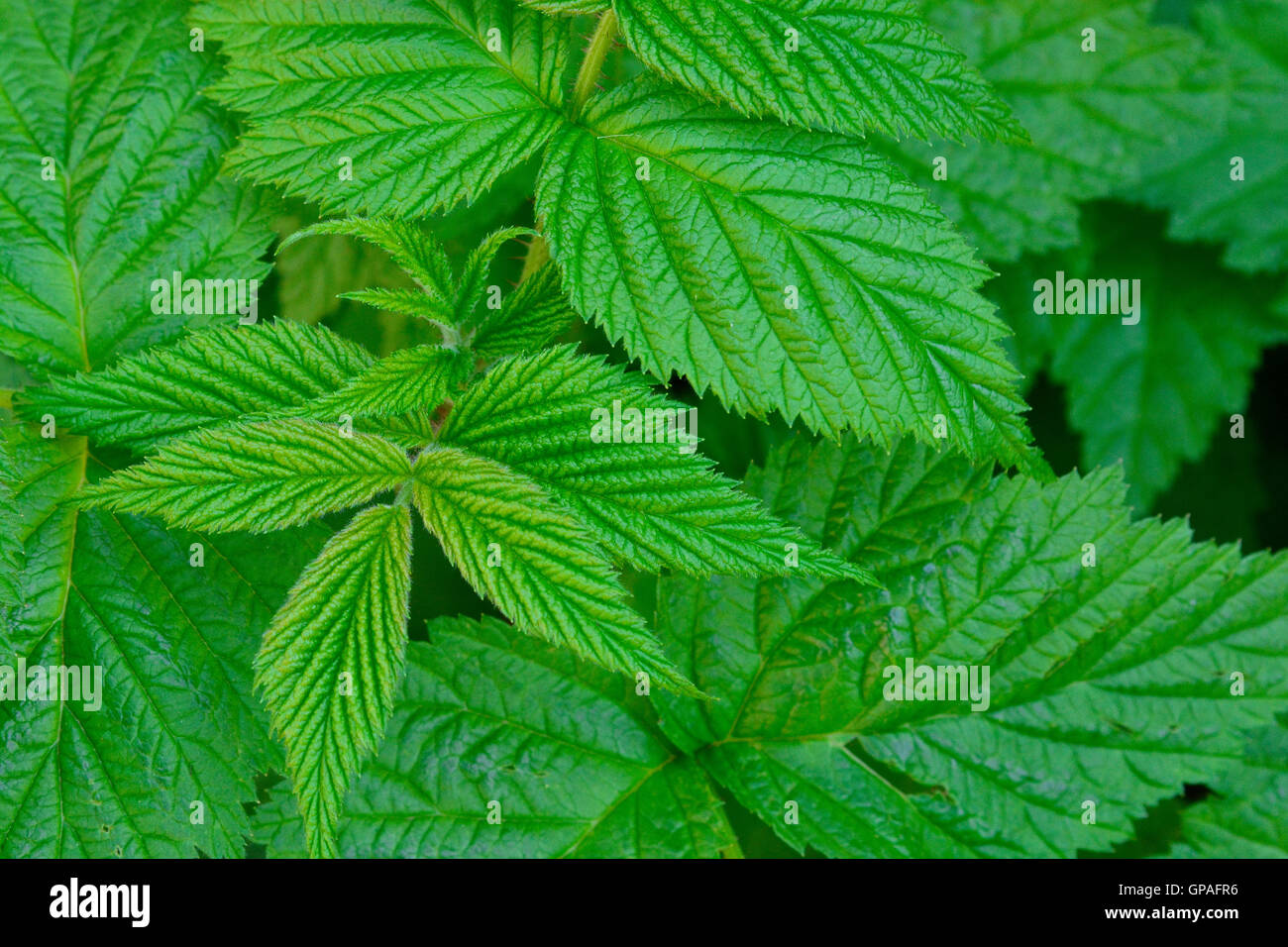 Bright textured green leaves of the blackberry bush. Textured green leaves background. Stock Photo