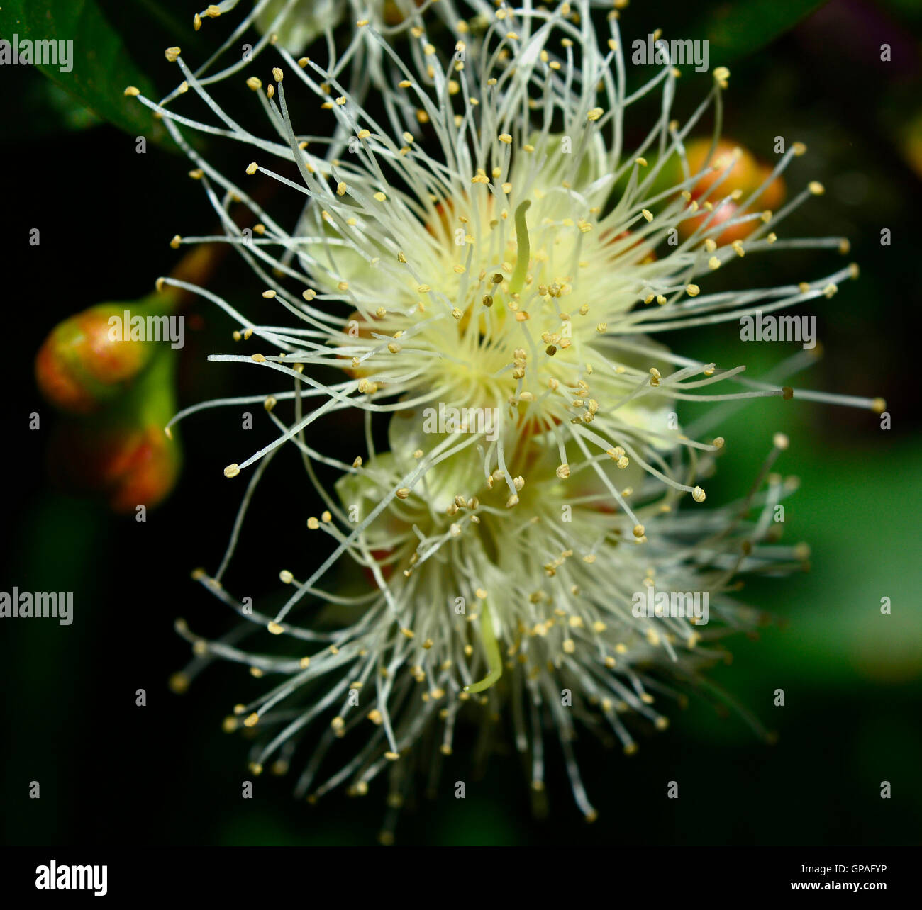 Brush cherry blossom Syzygium australe. An explosion of yellow and gold pollen when the Brush cherry bud opens into a flower Stock Photo