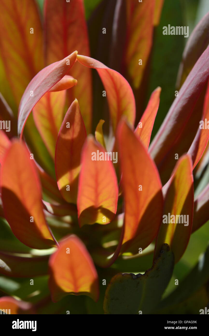 Orange leaves like flames in autumn colors with light from behind vividly lifting the veins of the leaves. Stock Photo