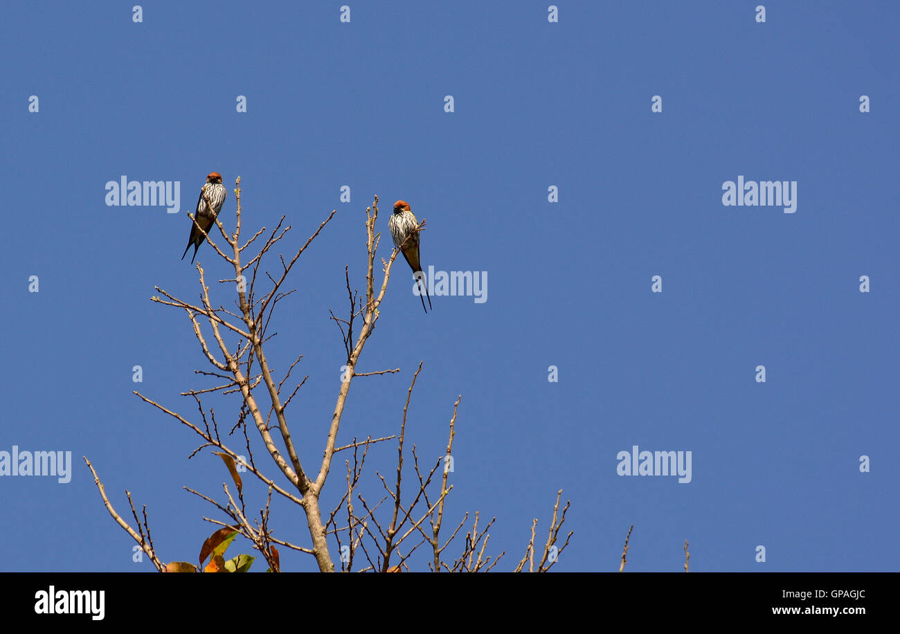 Lesser striped swallow Cecropis abyssinica against a clear blue sky. Swallow bird with an orange red head blue feathers speckles Stock Photo