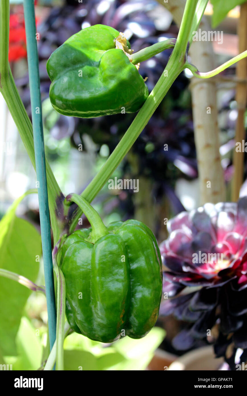 Green peppers (capsicum annuum) growing in greenhouse Stock Photo Alamy