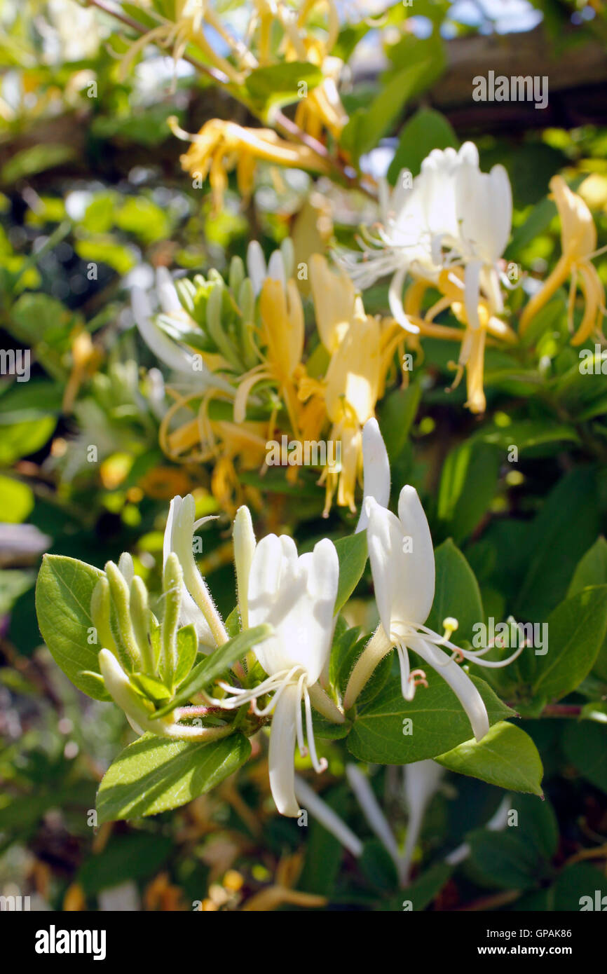 Honey yellow Honeysuckle flowers in sunlight Stock Photo Alamy