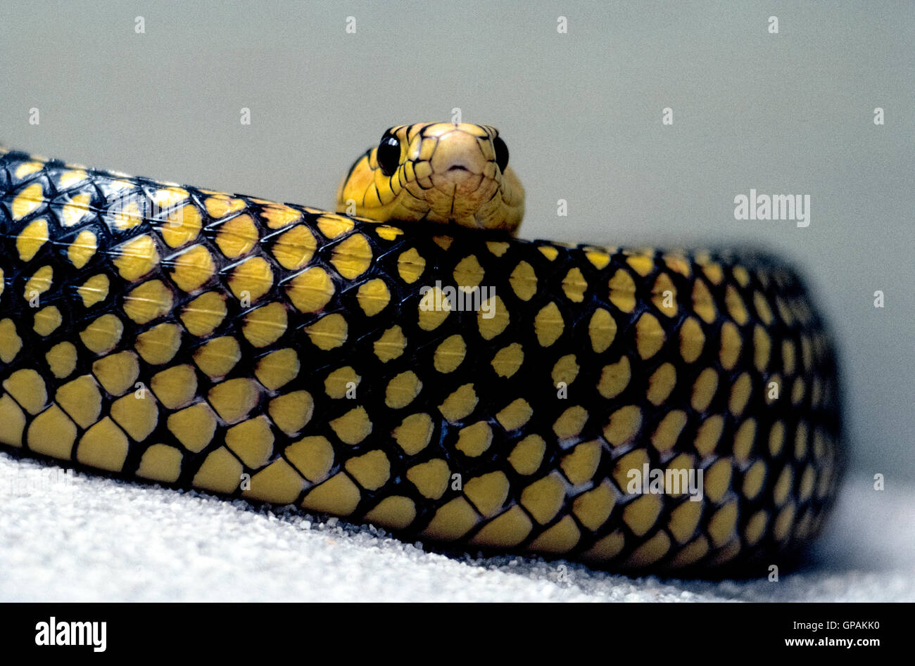 The head of a Tiger Rat snake peers over a section of its coiled body that has a black skin with a distinctive pattern of yellow spots. The scientific name of this lengthy nonvenomous snake is Spilotes pullatus, but its other common names include yellow rat snake and chicken snake. Stock Photo
